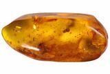 Detailed Fossil Termite (Isoptera) & Flies (Diptera) In Baltic Amber #128335-1